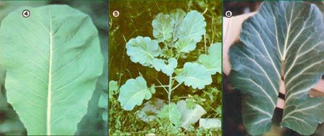 Growing Greens! Image
